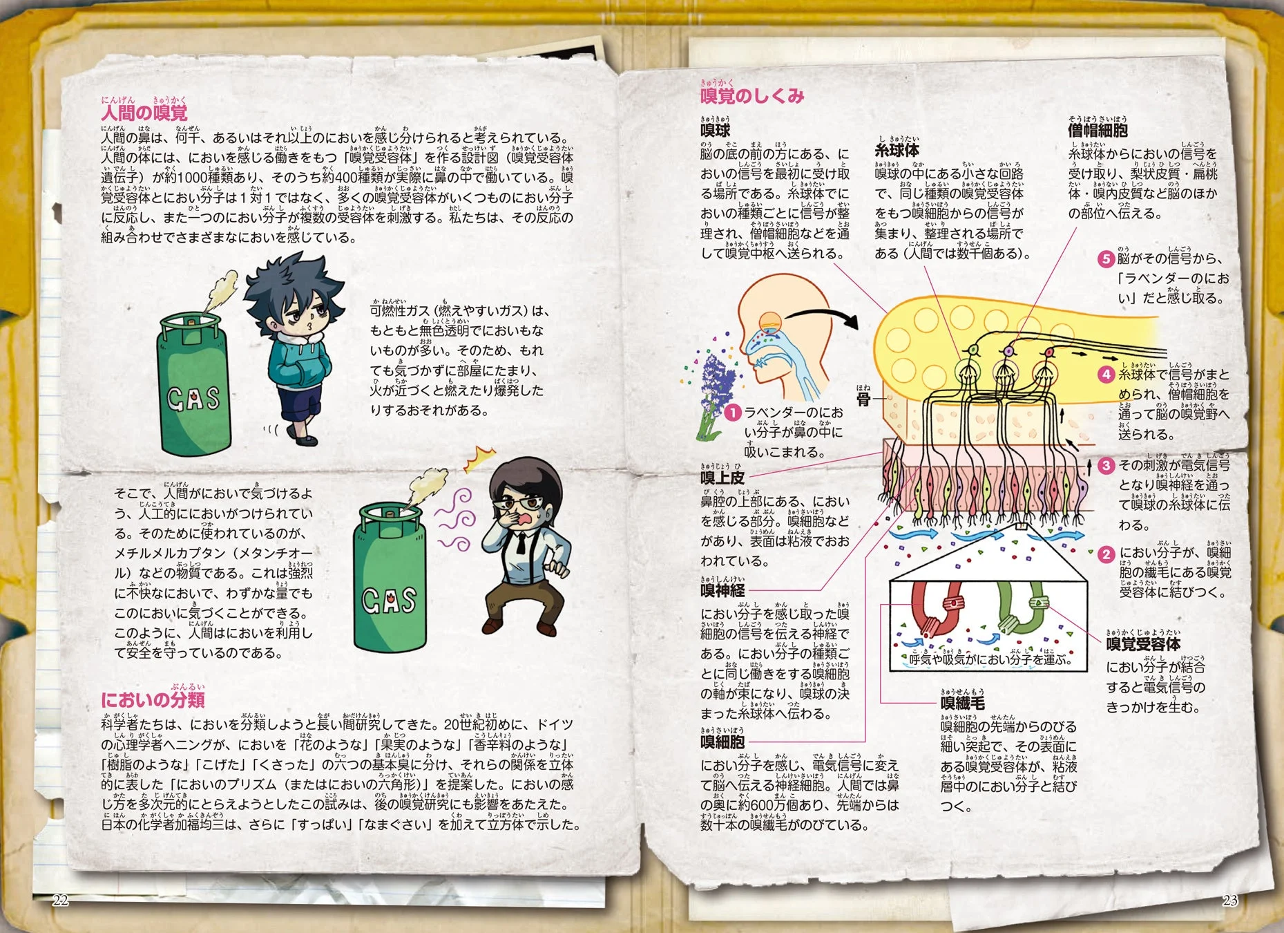 嗅覚の解説ページ